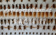 فروش اینترنتی حشرات خشک شده