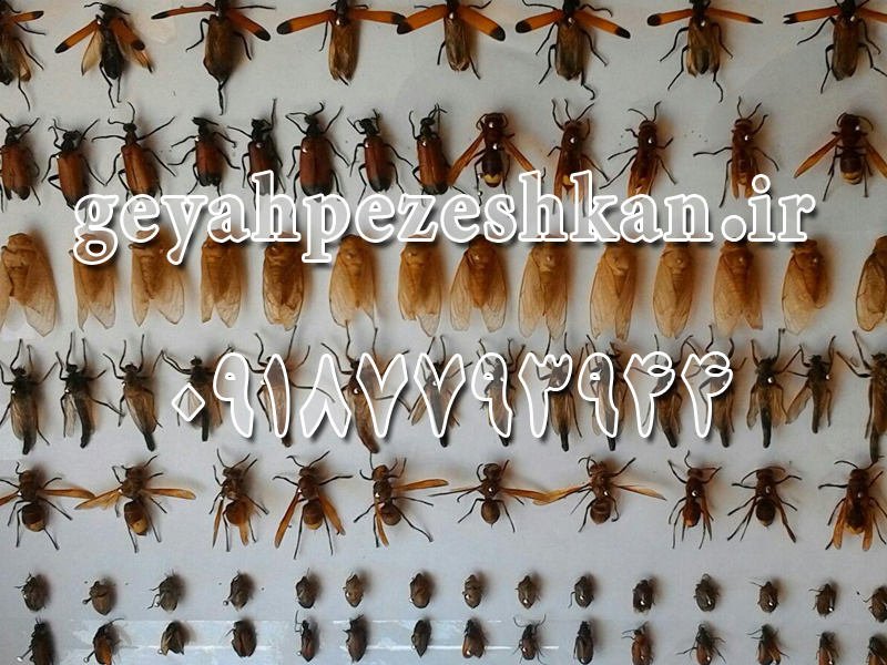 جمع آوری و نگهداری حشرات - فروش کلکسیون حشرات