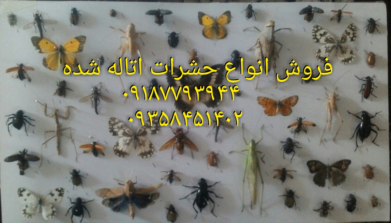 مرفولوژی حشرات