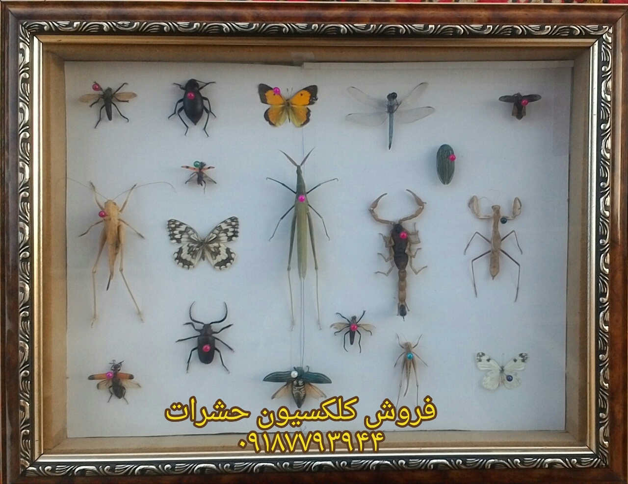 فروش حشرات خشک