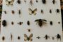 مراحل تکاملی حشرات - فروش حشرات خشک